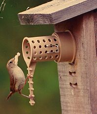 wren climbing ladder on the bird guardian